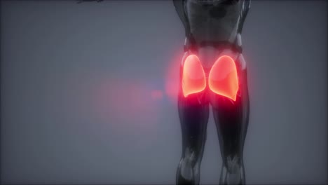 gluteus-maximus---leg-muscles-anatomy-animation
